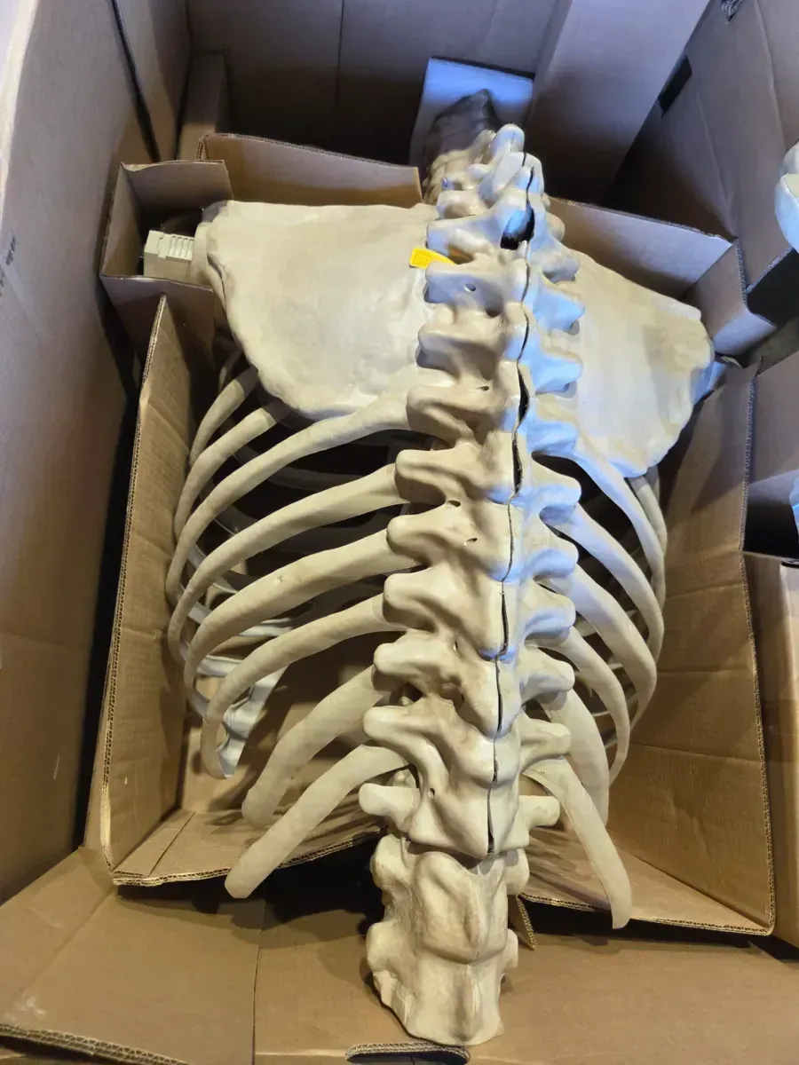 60 in. Halloween Life Size Hanging Skeleton - image 4