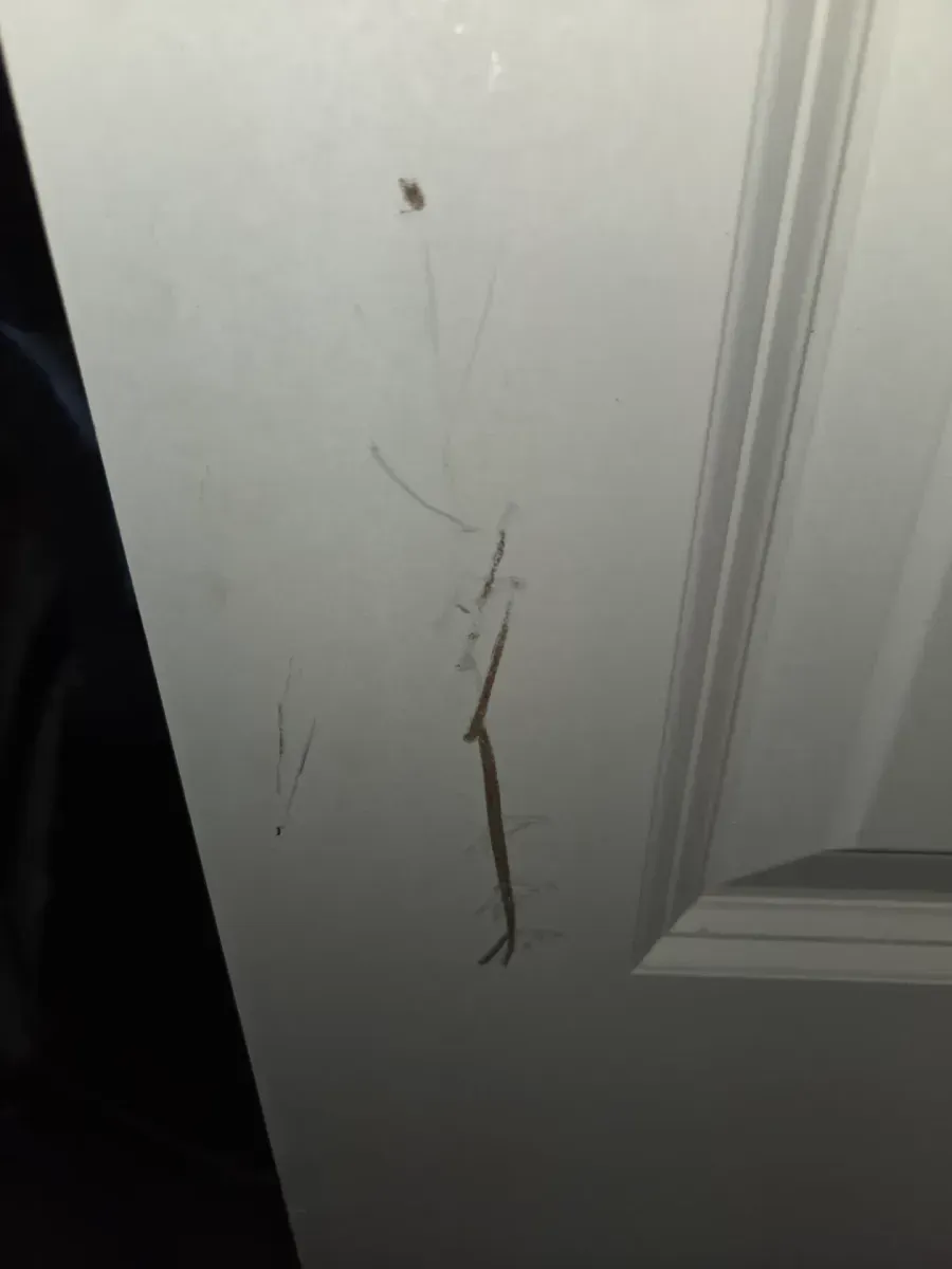 ***It has a dent.***36 in. x 80 in. 6 Panel Colonist Primed Textured Molded Composite Hollow Core Closet Bi-Fold Door - image 5